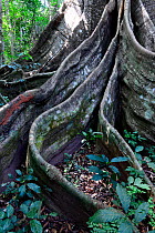 Great kapok (Ceiba pentandra) buttress tree roots, Cantanhez National Park, Guinea-Bissau.
