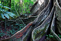 Great kapok (Ceiba pentandra)buttress  tree roots, Cantanhez National Park, Guinea-Bissau.