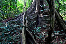 Great kapok (Ceiba pentandra) buttress tree roots, Cantanhez National Park, Guinea-Bissau.