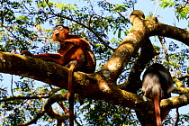 Upper Guinea red colobus monkey (Procolobus badius badius) Cantanhez National Park, Guinea-Bissau.