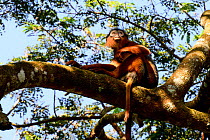 Upper Guinea red colobus monkey (Procolobus badius badius) Cantanhez National Park, Guinea-Bissau.