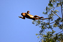 Upper Guinea red colobus monkey (Procolobus badius badius) leaping from tree to tree, Cantanhez National Park, Guinea-Bissau.