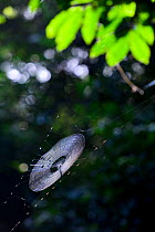 Spider web in the Canamina forest, Cantanhez National Park, Guinea Bissau.