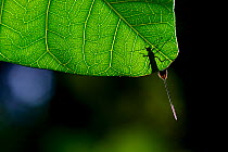 Insect, possibly a Parasitoid wasp (Braconidae) female with extremely long ovipositor, backlit on leaf. Canamina forest. Cantanhez National Park, Guinea-Bissau.
