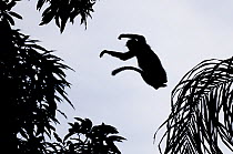 Upper Guinea red colobus monkey (Procolobus badius badius) jumping from tree to tree, Cantanhez National Park, Guinea Bissau.