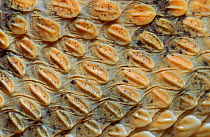 Close up of Desert horned viper (Cerastes cerastes) scales, showing obliquely arranged keels that the snake rubs together to produce a rasping sound, Captive, from North Africa.
