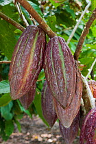 Cocoa pods (Theobroma cacao) growing, Ecuador, October.