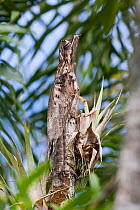 Common pottoo (Nyctibius griseus) sitting on stump, Amazon, Ecuador, South America, November.