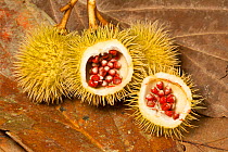 Achiote (Bixa orellana) seeds showing the annatto coloring they produce, Amazonia, South America.