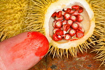 Achiote seeds (Bixa orellana) showing the annatto coloring they produce on finger, South America, November.