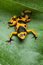 Yellow-banded poison dart frog (Dendrobates leucomelas) on leaf, South America, January.