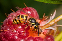 Common Wasp (Vespula vulgaris) feeding on a raspberry. Derbyshire, UK. September.