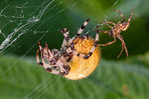 Male Four-spot Orb Weaver Spider (Araneus quadratus) approaching female in her web to mate. The huge size difference between the male (right) and female (left) can clearly be seen. Derbyshire, UK. Sep...