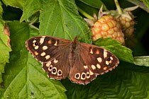 Speckled Wood butterfly (Pararge aegeria), Derbyshire, UK. September.
