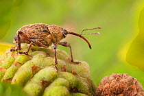 Acorn Weevil (Curculio glandium) on acorn. The National Forest, Leicestershire, UK. September.