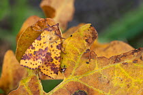 Pink-barred Sallow moth (Xanthia togata) camouflaged on a fallen oak leaf. The National Forest, Leicestershire, UK. September.