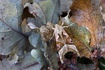 Angle Shades moth (Phlogophora meticulosa) camouflaged on dead oak leaves. The National Forest, Leicestershire, uk. September.