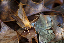 Dusky Thorn moth (Ennomos fuscantaria), Peak District National Park, Derbyshire, UK. August.