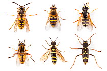 A German Wasp (Vespula germanica) compared to five Batesian mimics. None of the five wasp mimics can sting, but by appearing similar to a wasp, are avoided by many potential predators. All five mimics...
