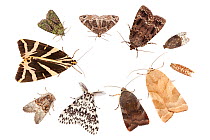 A selection of moths attracted to a Robinson moth trap, using a mercury vapour bulb. Clockwise from top left: Tree-lichen Beauty (Cryphia algae), Small Phoenix (Ecliptopera silaceata), Copper Underwin...