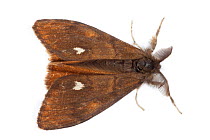 Common Vapourer Moth (Orgyia antiqua) male showing feather-like antennae that it uses to find the flightless female. Photographed in mobile field studio on a white background. The National Forest, Lei...
