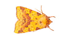 Pink-barred Sallow moth (Xanthia togata) photographed in mobile field studio on a white background. The National Forest, Leicestershire, UK. September.