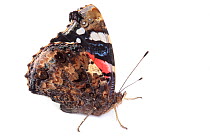 Red Admiral butterfly (Vanessa atalanta) photographed in mobile field studio on a white background. Peak District National Park, Derbyshire, UK. September.