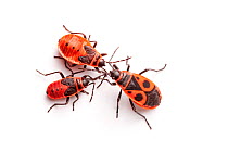 Fire Bugs (Pyrrhocoris apterus) photographed on a white background in mobile field studio, Normandy, France. July.