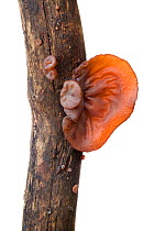 Jelly / Jew's Ear Fungus (Auricularia auricula judae) photographed in mobile field studio against a white background. Derbyshire, UK. January.