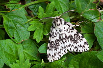 Black Arches moth (Lymantria monacha) male, Surrey, UK. August.