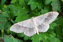 Riband Wave moth (Idaea aversata), Surrey, UK. August.