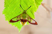Broad-bordered Bee Hawkmoth (Hemaris fuciformis) Surrey, UK. June.