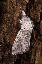 Puss Moth (Cerura vinula), Derbyshire, UK. May.