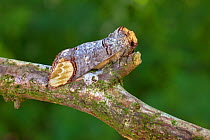 Buff-tip Moth (Phalera bucephala) camouflaged on branch, Normandy, France. July.