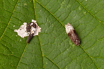 Birch Marble (Apotomis betuletana) (right) next to a bird dropping. This moth is an excellent bird-dropping mimic, giving it protection from predators. Surrey, UK. August.