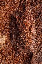 Puss Moth (Cerura vinula) cocoon, constructed on tree bark. Derbyshire, UK, August.