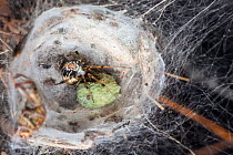 Mother Care Spider (Theridion sisyphium) female guarding egg sac. When the spiderlings hatch, the mother feeds them regurgitated food. Peak District National Park, Derbyshire, UK. August.