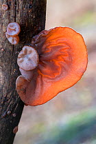 Jelly / Jew's Ear Fungus (Auricularia auricula judae) Derbyshire, UK. January.