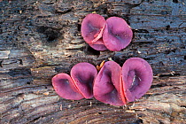 Ascocoryne cylichnium fungus growing on rotting beech wood. Peak District National Park, Derbyshire, UK. November.