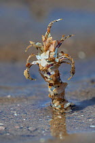 Sand Mason Worm (Lanice conchilega) tube in sand on beach, Colwyn Bay, Wales, UK. May.