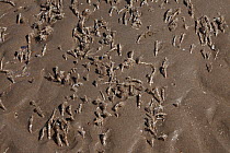 Sand Mason Worms (Lanice conchilega) tube in sand on beach, Colwyn Bay, Wales, UK. May.