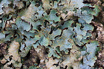Lichen (Parmelia saxatilis) found growing on gritstone boulder, Peak District National Park, Derbyshire, UK. May.