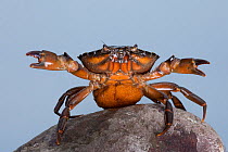 Shore Crab (Carcinus maenas) female carrying eggs with claws raised in defensive posture. Northumberland, UK. May.