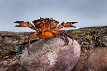 Shore Crab (Carcinus maenas) female carrying eggs with claws raised in defensive posture. Northumberland, UK. May.