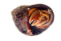 Common Hermit Crab (Pagurus bernhardus) in shell of Edible Periwinkle (Littorina littorea). Photographed on a white background in mobile field studio. Northumberland, UK. May.