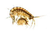 Estuarine Sand-shrimp (Gammarus duebeni)found at water edge in estuary, photographed on a white background in mobile field studio. The male carries his chosen female for several weeks until she sheds...