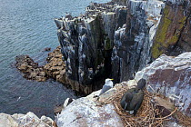 Shag (Phalacrocorax aristotelis) on nest, Farne Islands, Northumberland, UK. May
