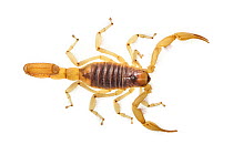 Desert Hairy Scorpion (Hadrurus arizonensis) photographed against a white background. Captive, originating from North America.