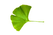 A leaf from a Ginkgo tree, (Ginkgo biloba) also known as the maidenhair tree. The ginkgo is a living fossil and is recognisably similar to fossils dating back 270 million years. Photographed on a whit...