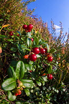Cowberry (Vaccinium vitis-idaea), growing on peat moorland, Peak District National Park, Derbyshire, UK. November.